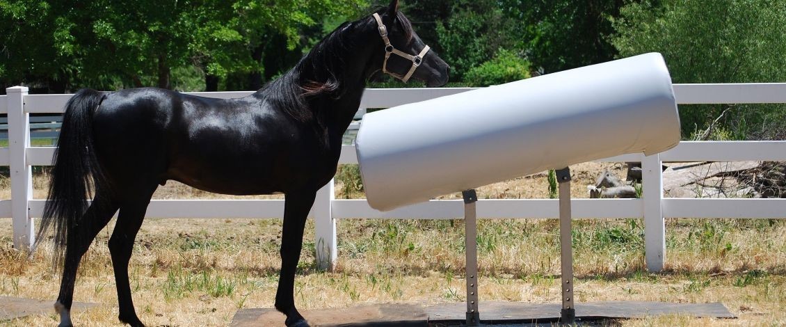 A black stallion standing alongside an adjustable gray SMS breeding phantom with primer grey steel dual legs